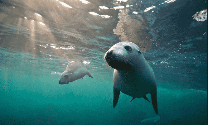 marine mammal
